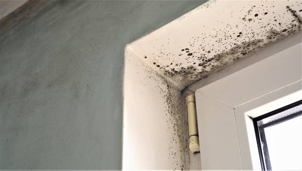 Best Basement Mold Removal  in Orangevale, CA