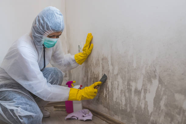 Best Mold Odor Removal Services  in Orangevale, CA