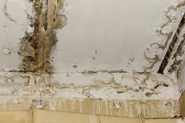 Best Water Damage & Mold Remediation  in Orangevale, CA