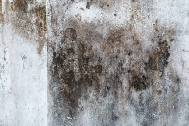 Best Asbestos and Lead Testing During Mold Inspection  in Orangevale, CA