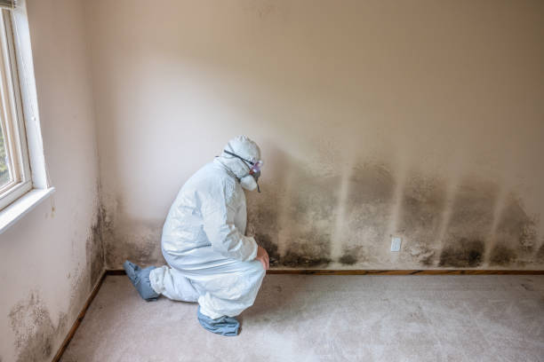 Orangevale, CA Mold Removal Company