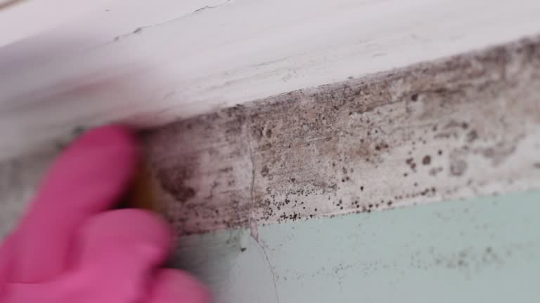 Best Air Quality Testing for Mold Spores  in Orangevale, CA